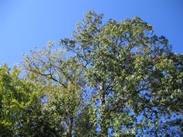 Tree in our back yard